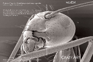 Discover Crazy Ants