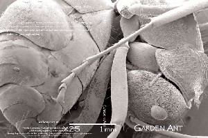 Discover Garden Ants